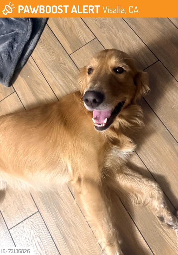 Found/Stray Male Dog last seen Mill creek park, Visalia, CA 93292