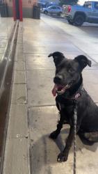 Reunited Female Dog last seen Near W Palmaire Ave, Glendale, AZ 85303, USA, Glendale, AZ 85303