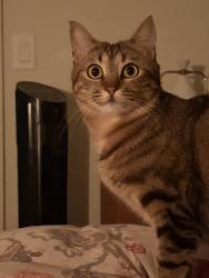 Lost Female Cat last seen Fourth Plain and 162nd, Vancouver, WA 98682