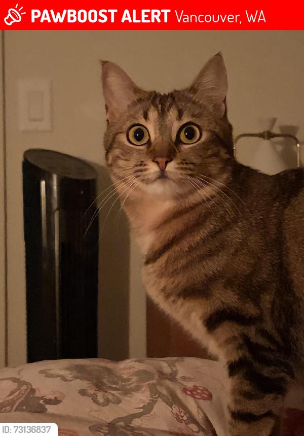 Lost Female Cat last seen Fourth Plain and 162nd, Vancouver, WA 98682