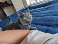 Reunited Male Cat last seen Inside of 6226 122nd ave southeast, Bellevue, WA 98006