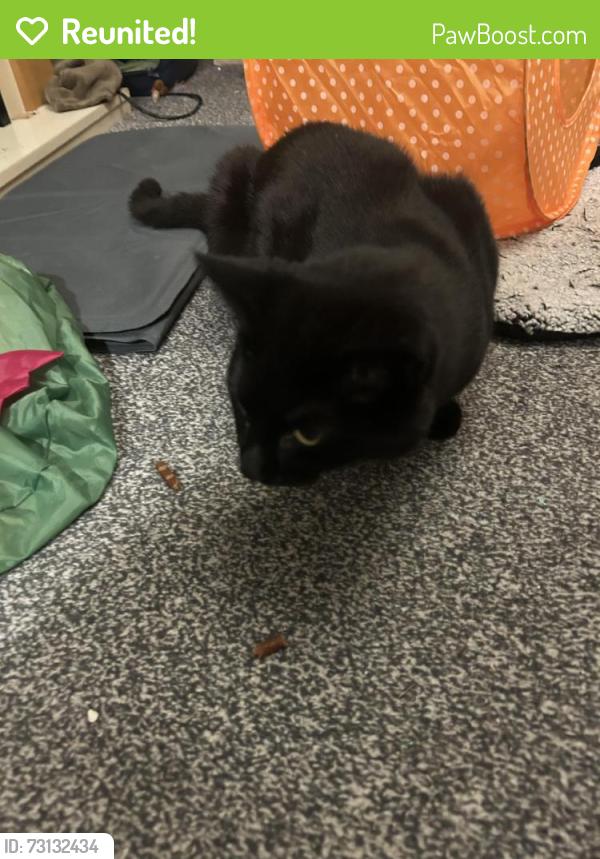 Reunited Male Cat last seen Library, Springfield Road North and Spendmore Lane, Coppull, England PR7 5BH