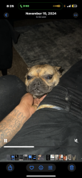 Lost Female Dog last seen Near Afton grove rd Cordova, Cordova, TN 38018