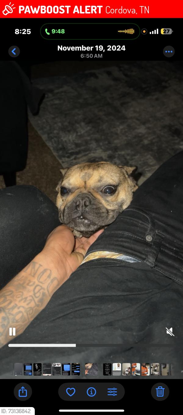 Lost Female Dog last seen Near Afton grove rd Cordova, Cordova, TN 38018