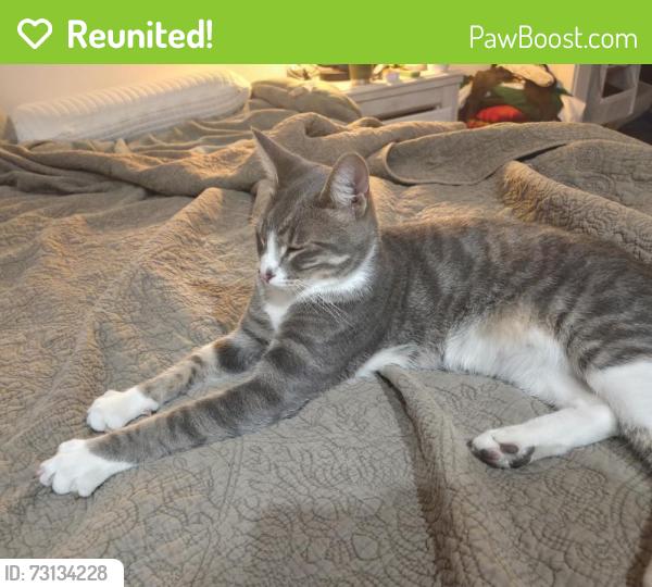 Reunited Male Cat last seen Sunvale Drive and Sundown Way, Calgary, AB 