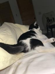Reunited Female Cat last seen Murphy & 2nd st, Bedford, TX 76021