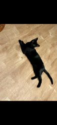 Reunited Male Cat last seen Terrace dr & s Santa Fe ave, Vista, CA 92083