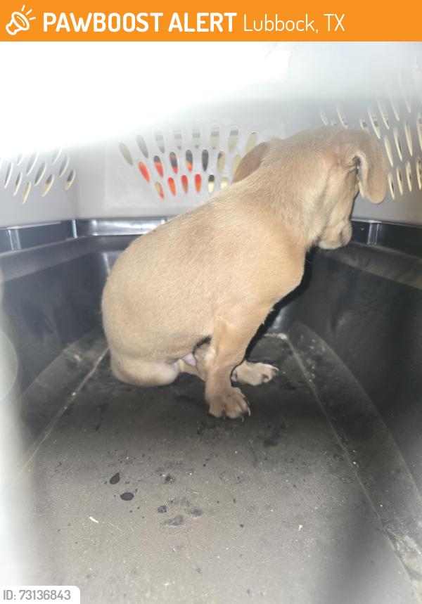 Found/Stray Male Dog last seen 7th & Milwaukee, Lubbock, TX 79416