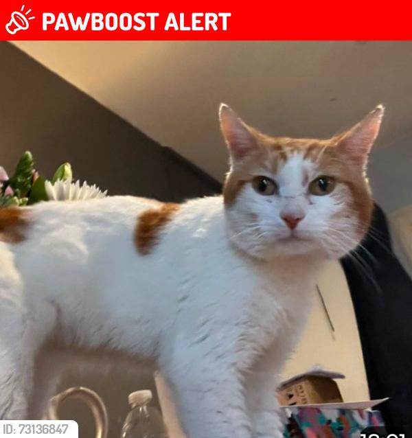 Lost Male Cat last seen Gascony Avenue, Greater London, England NW6 4ND