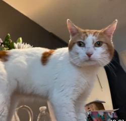 Lost Male Cat last seen Gascony Avenue, Greater London, England NW6 4ND