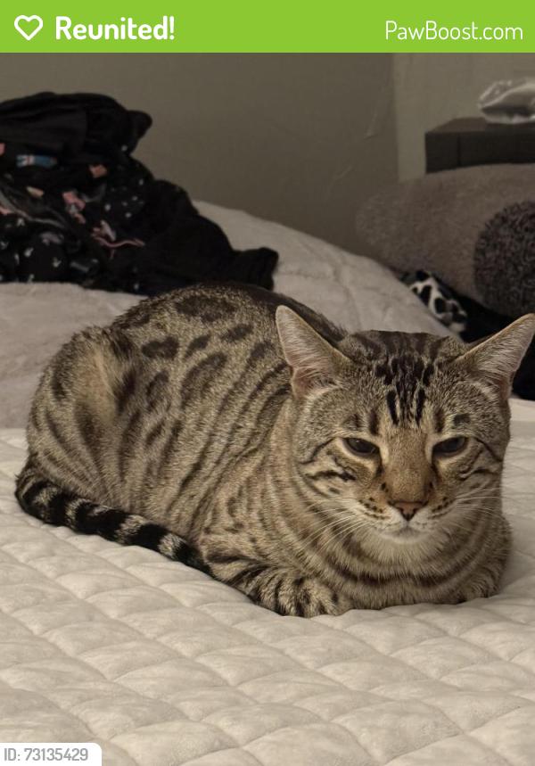 Reunited Male Cat last seen Near s nome street and bayaud, Aurora, CO 80012