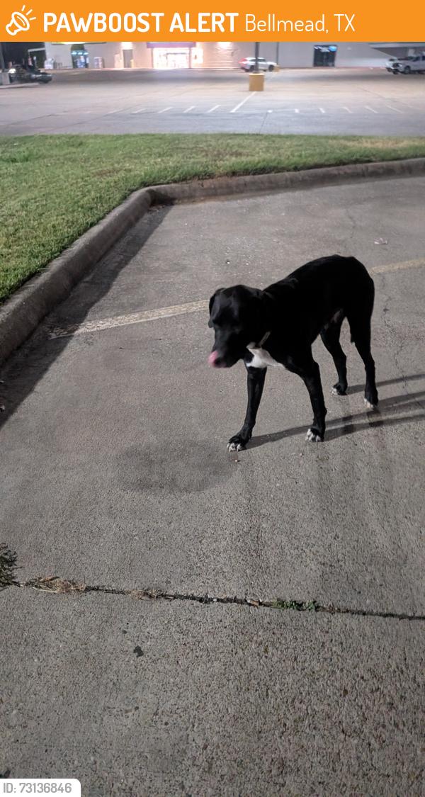 Found/Stray Male Dog last seen circle k, Bellmead, TX 76705