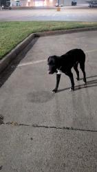 Found/Stray Male Dog last seen circle k, Bellmead, TX 76705