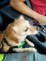 Found/Stray Unknown Dog last seen Dyer blvd, Kissimmee, FL 34741