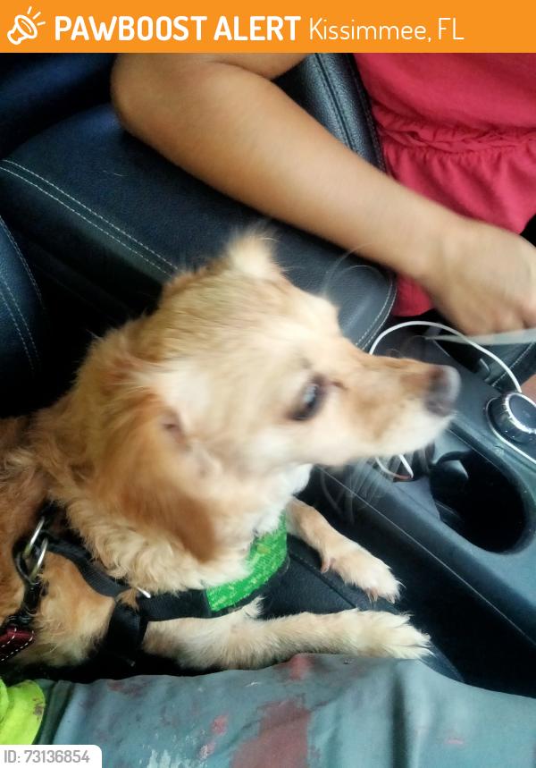 Found/Stray Unknown Dog last seen Dyer blvd, Kissimmee, FL 34741