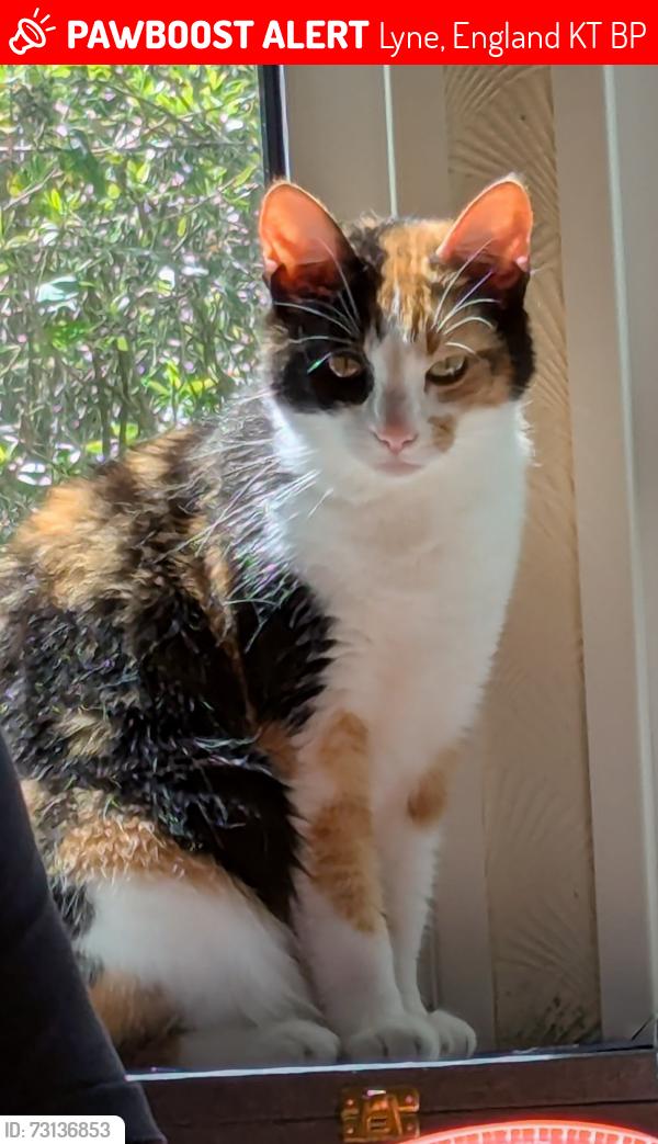 Lost Female Cat last seen Lyne village hall, Lyne, England KT16 0BP