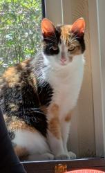 Lost Female Cat last seen Lyne village hall, Lyne, England KT16 0BP