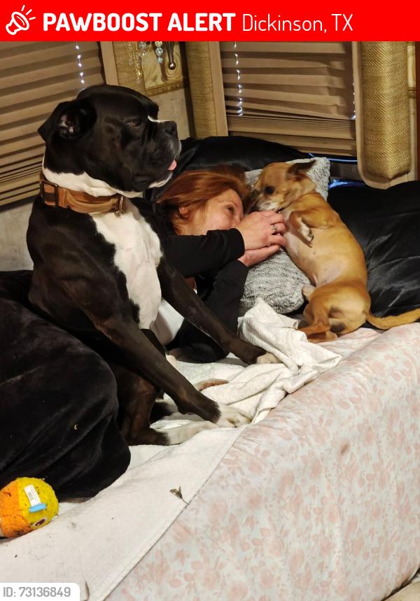 Lost Male Dog last seen Near San Leon community church on 9th street in San leon texas, Dickinson, TX 77539