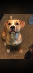 Lost Female Dog last seen Savanna Hwy, Between New Road, and the light at Hardee's Ravenel SC, Ravenel, SC 29449
