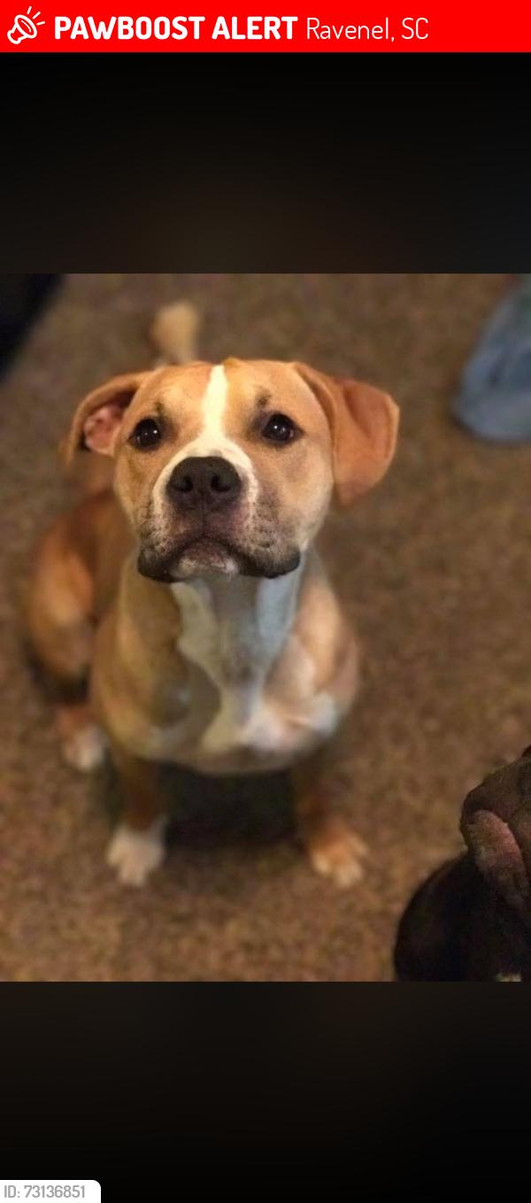 Lost Female Dog last seen Savanna Hwy, Between New Road, and the light at Hardee's Ravenel SC, Ravenel, SC 29449
