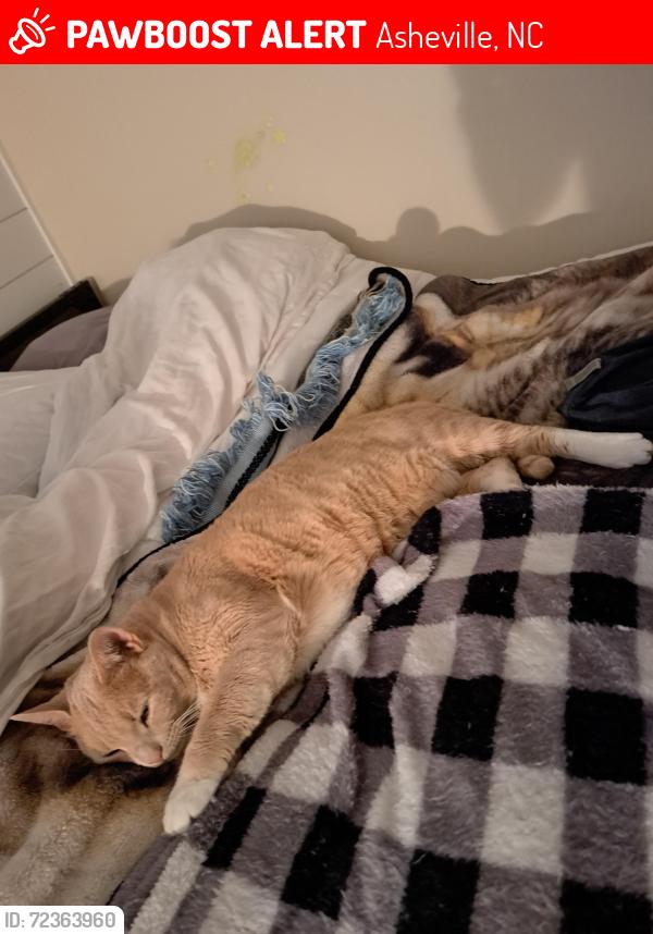 Lost Male Cat last seen Forrest Hill Road / Wyoming Road, Asheville, NC 28803