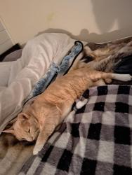 Lost Male Cat last seen Forrest Hill Road / Wyoming Road, Asheville, NC 28803