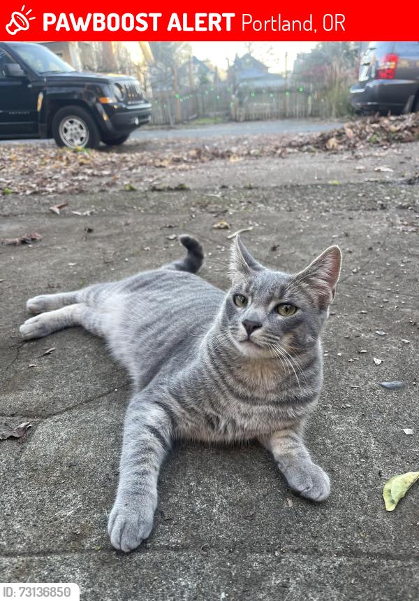 Lost Male Cat last seen SW Seymour and 60th Pl, Portland, OR 97221