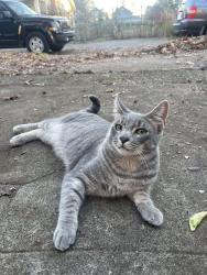 Lost Male Cat last seen SW Seymour and 60th Pl, Portland, OR 97221