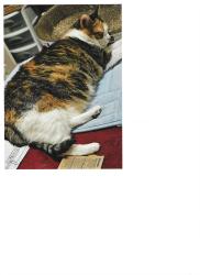 Lost Female Cat last seen Riberry Ln & Country Club in Waterford ests, Garland, TX 75043