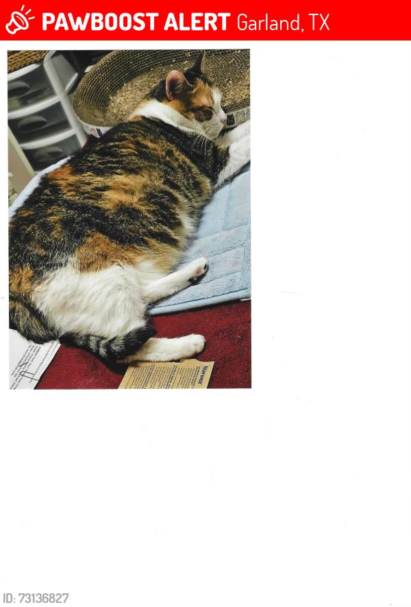 Lost Female Cat last seen Riberry Ln & Country Club in Waterford ests, Garland, TX 75043