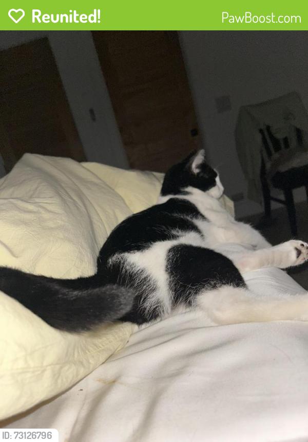 Reunited Female Cat last seen Murphy & 2nd st, Bedford, TX 76021
