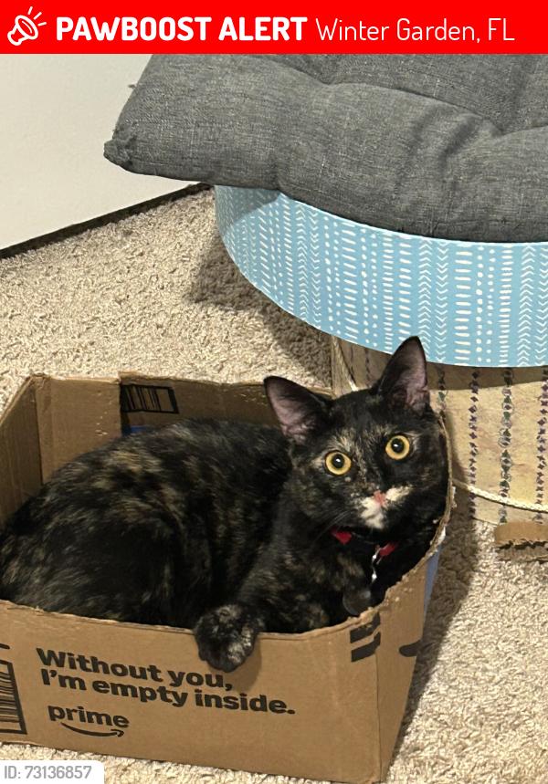 Lost Female Cat last seen Charmed Dr, in Waterleigh, Winter Garden, FL 34787