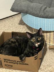 Lost Female Cat last seen Charmed Dr, in Waterleigh, Winter Garden, FL 34787