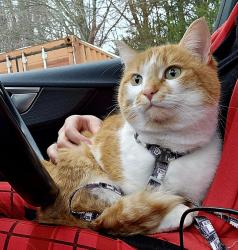 Lost Female Cat last seen Near Ravenel Lane, Springfield, VA, Springfield, VA 22151