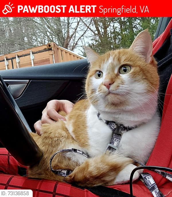 Lost Female Cat last seen Near Ravenel Lane, Springfield, VA, Springfield, VA 22151