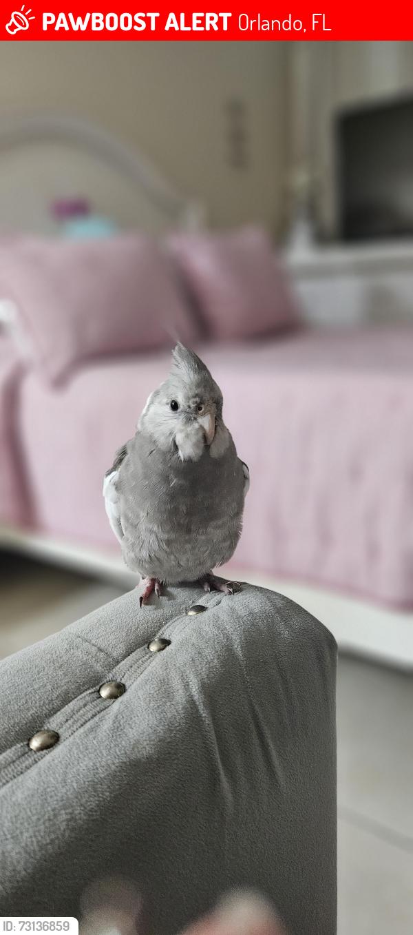Lost Unknown Bird last seen Wetherbee Road, S Orange Ave and Landstar, Orlando, FL 32824