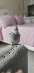 Lost Unknown Bird last seen Wetherbee Road, S Orange Ave and Landstar, Orlando, FL 32824