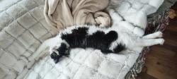 Reunited Male Cat last seen Bristol and Belsay, Burton, MI 48519