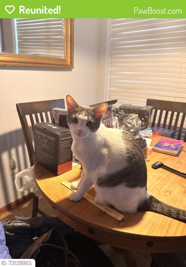 Reunited Female Cat last seen Silkwood Trail and Cross Bend Drive, Arlington, TX 76016