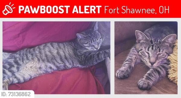 Lost Male Cat last seen W Breese rd and Beeler near the railroad tracks, Fort Shawnee, OH 45806