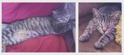 Lost Male Cat last seen W Breese rd and Beeler near the railroad tracks, Fort Shawnee, OH 45806