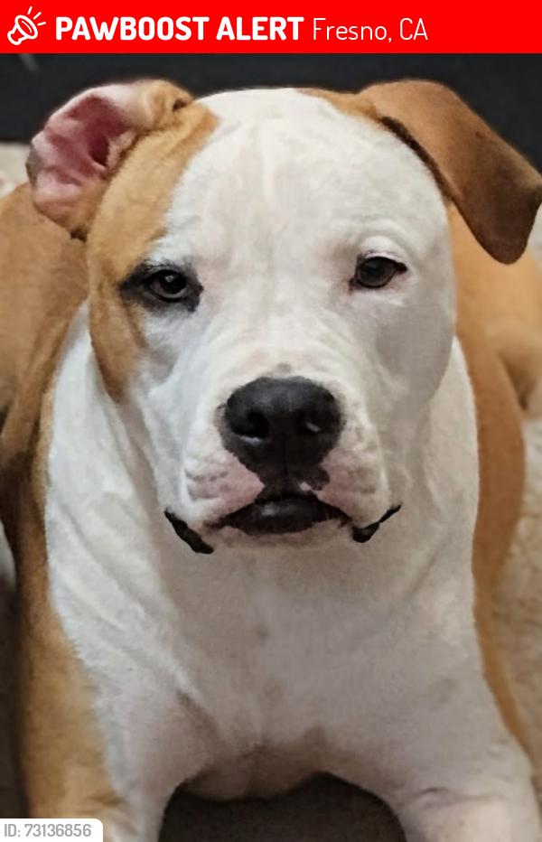 Lost Male Dog last seen Temperance & Butler/ Armstrong & Kingscanyon, Fresno, CA 93727