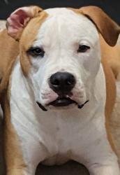 Lost Male Dog last seen Temperance & Butler/ Armstrong & Kingscanyon, Fresno, CA 93727