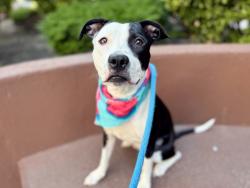 Shelter Stray Female Dog last seen Near 3rd Avenue, BRONX, NY, 10454, 326 E 110th St, New York, NY 10029, USA