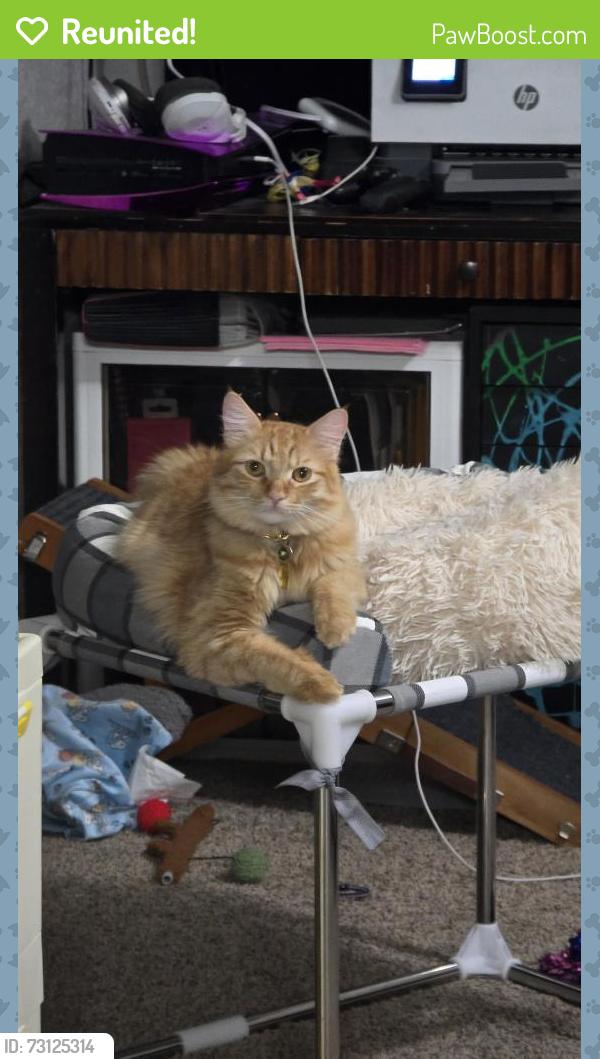 Reunited Male Cat last seen Near East irwin ave, Mesa, AZ 85204
