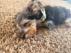 Lost Male Dog last seen Near acacia st, Hanford, CA 93230