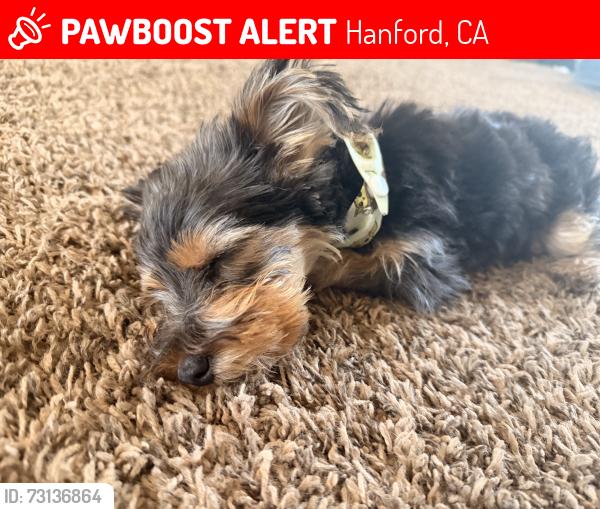 Lost Male Dog last seen Near acacia st, Hanford, CA 93230