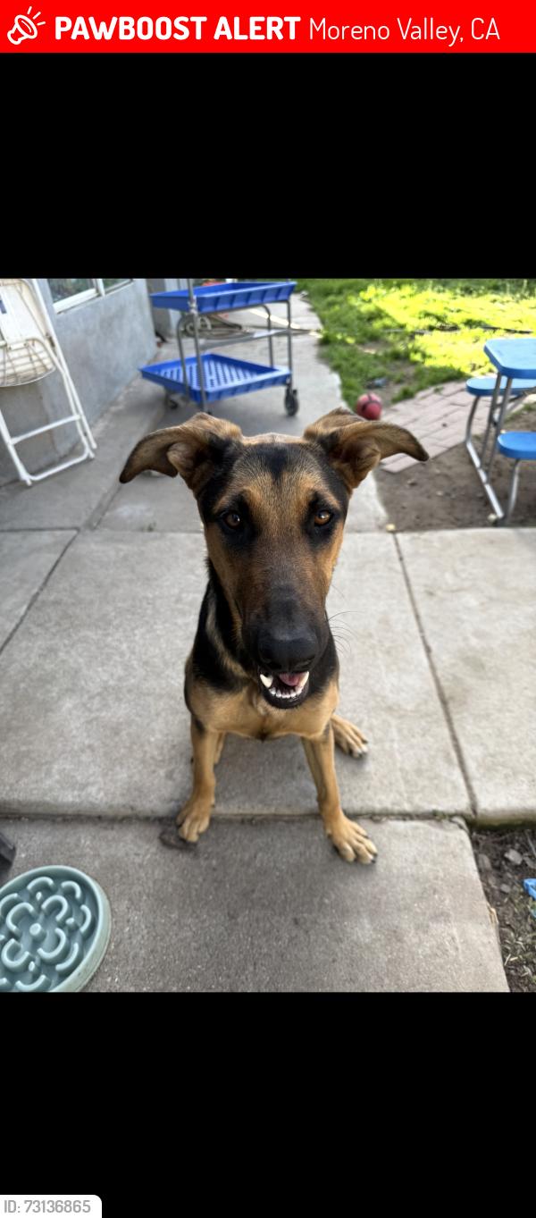 Lost Female Dog last seen Eucalyptus ave & perris blvd, Moreno Valley, CA 92553