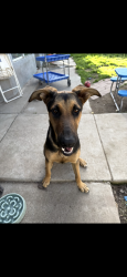 Lost Female Dog last seen Eucalyptus ave & perris blvd, Moreno Valley, CA 92553