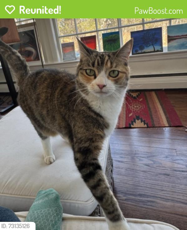 Reunited Female Cat last seen end of Sheldon road, left off aumick road, Wallkill, NY 12589
